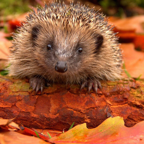 Hedgehog preparing for hibernation